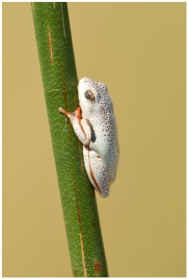 Little Frog at Xakanaka, Moremi