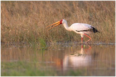 Yellow-billed Stork, Moremi