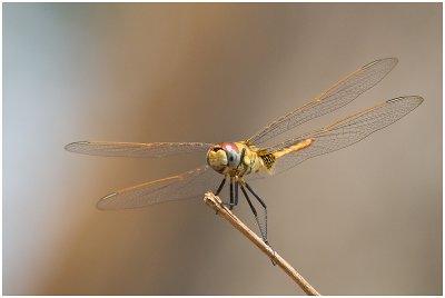 Dragonfly
