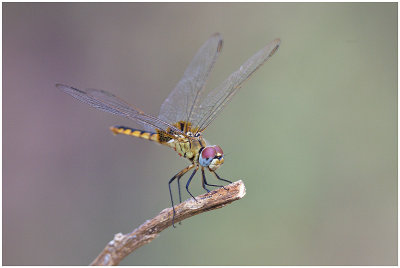 Dragonfly