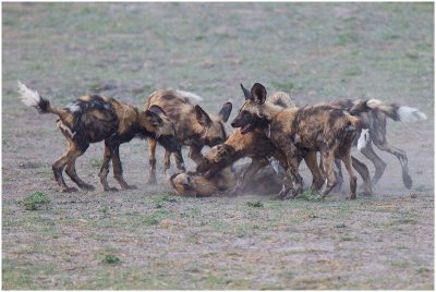 Wild Dogs, Chobe Riverfront