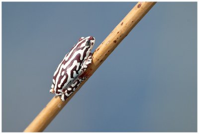 Little Frog at Xakanaka, Moremi