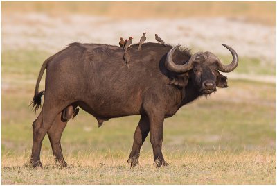 Cape Buffalo, Chobe River