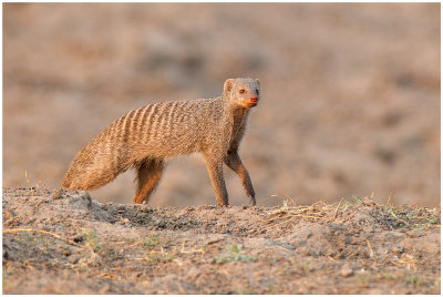 Banded Mongoose, Chobe