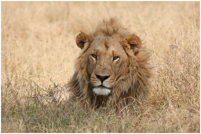 Lion, Khwai