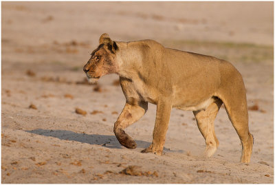 Lioness, Chobe