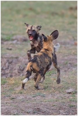 Wild Dogs Chobe 3ODP.jpg