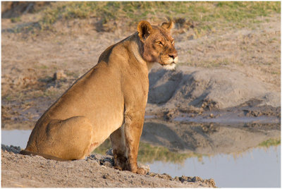 Lioness at Chobe