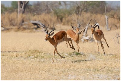 Impalas