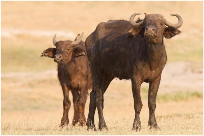Cape Buffalo in Chobe
