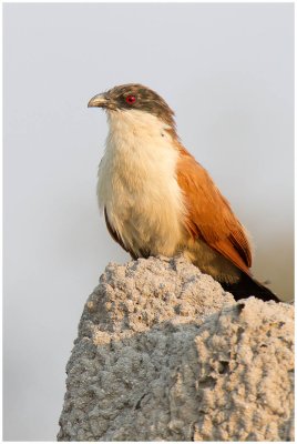 Coppery-tailed Cougal, Moremi