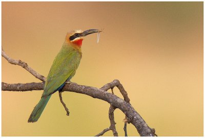 White-fronted Bee-eater, Caprivi