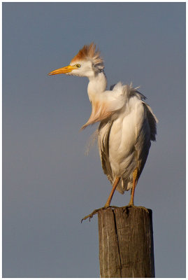 Cattle Egret