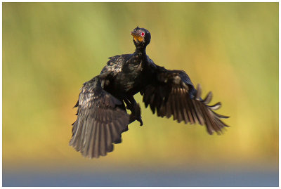 Cormorants