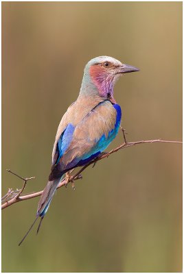 Lilac Breasted Roller (Nambwa, Caprivi)