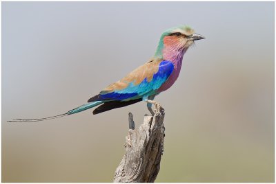 Lilac-breasted Roller