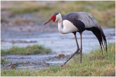 Wattled Crane, Moremi