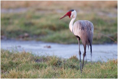 Wattled Crane, Moremi