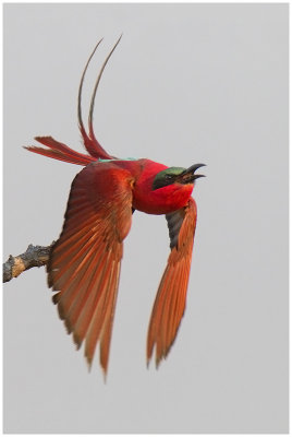 Southern Carmine Bee-eater (Chobe)
