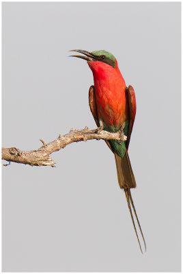 Southern Carmine Bee-eater (Chobe)