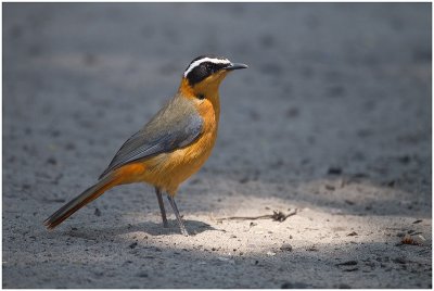 Other Birds