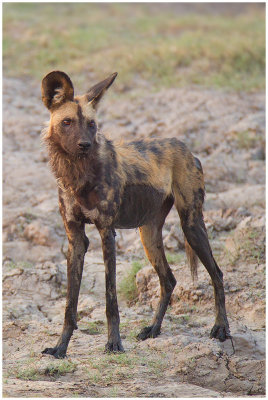 Wild Dog, Chobe