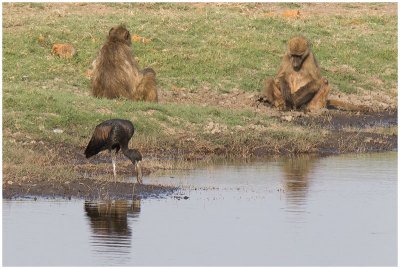 Open-billed Stork with Baboons