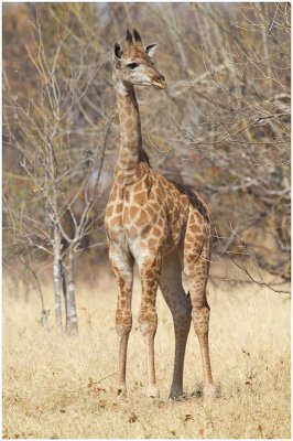Young Giraffe, Moremi
