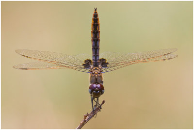 Dragonfly