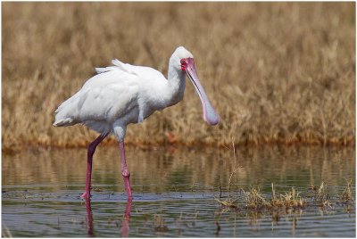 African Spoonbill, Moremi