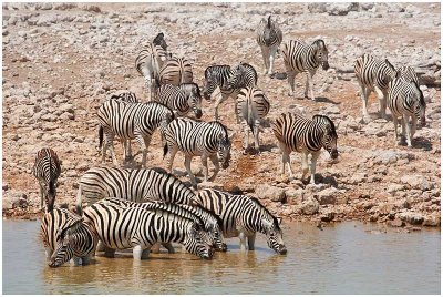 Etosha