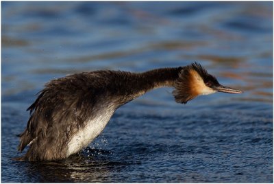 Grebes