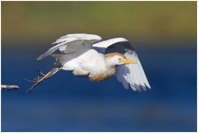 Cattle Egret