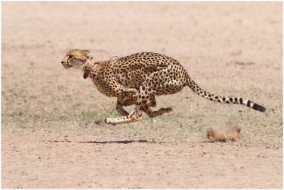 Cheetah at full pace