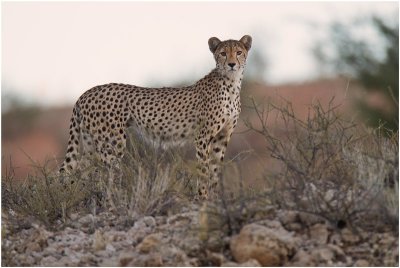 Cheetah in morning shade