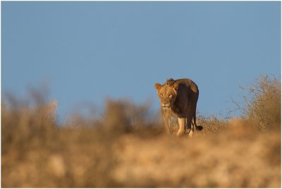 Stalking lioness
