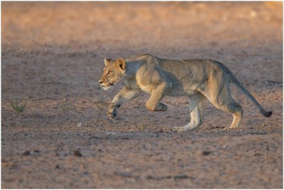 Cub chasing a giraffe