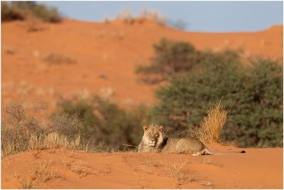 Lion in Kalahari dunes