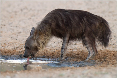 Brown Hyena at Dalkeith waterhole