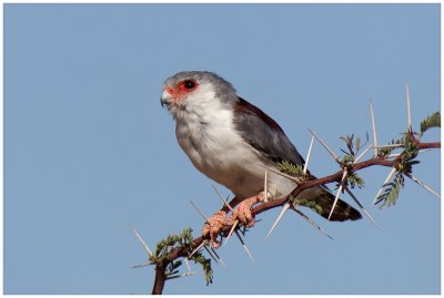 Pygmy Falcon