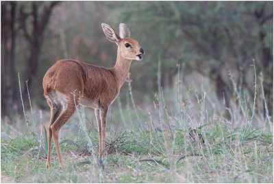 Steenbok