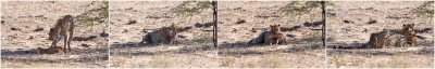 Cheetahs killing springbok fawn