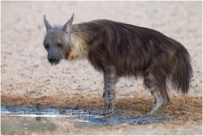 Brown Hyena at Dalkeith waterhole