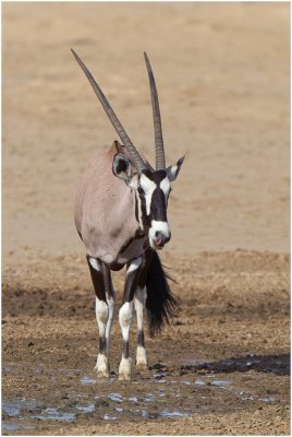 Young Gemsbok (Oryx)