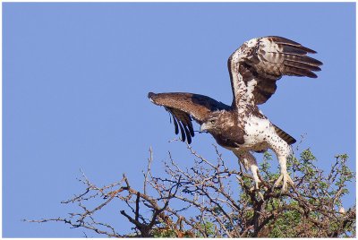 Sub-adult Martial Eagle