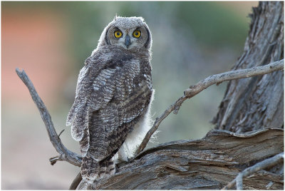 Young Spotted Eagle Owl