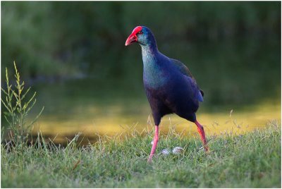 Purple Gallinule (Intaka)