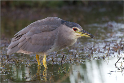 Blackcrowned Night Heron