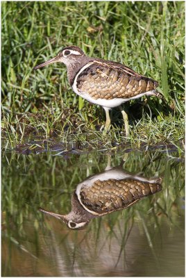 Male Painted Snipe