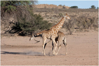Duelling Giraffes